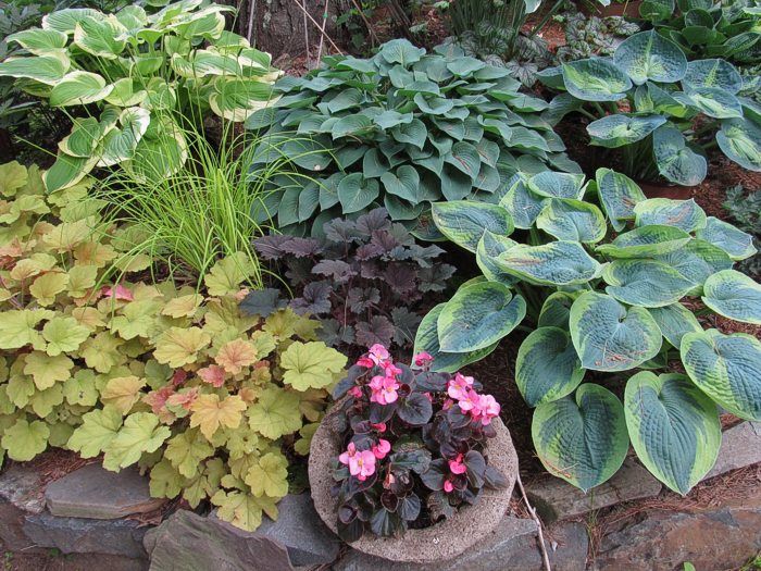 photo darkheuchera_zps710805c2.jpg