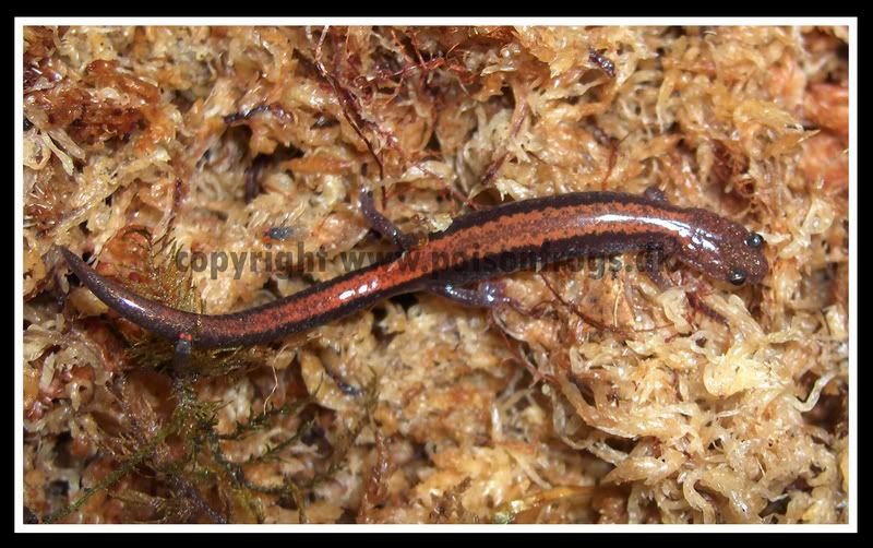 plethodon2.jpg