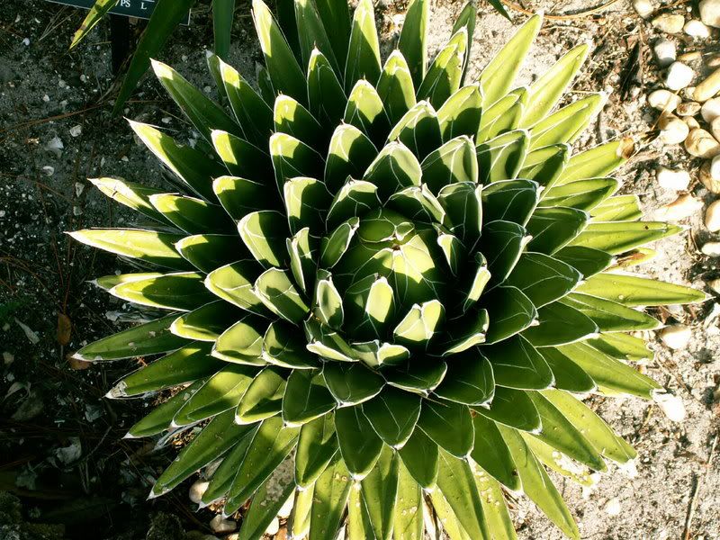 Agave.jpg