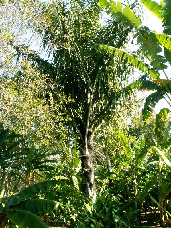 Arengapinnata.jpg