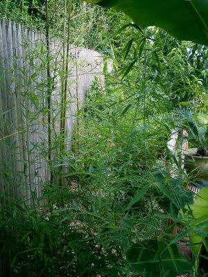 Bamboo.jpg