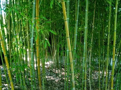 Bamboo3.jpg