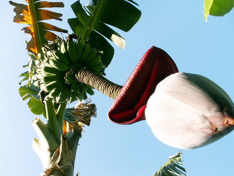 Banana-1.jpg