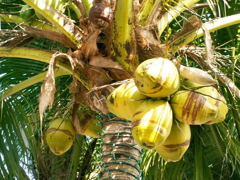 Coconut.jpg