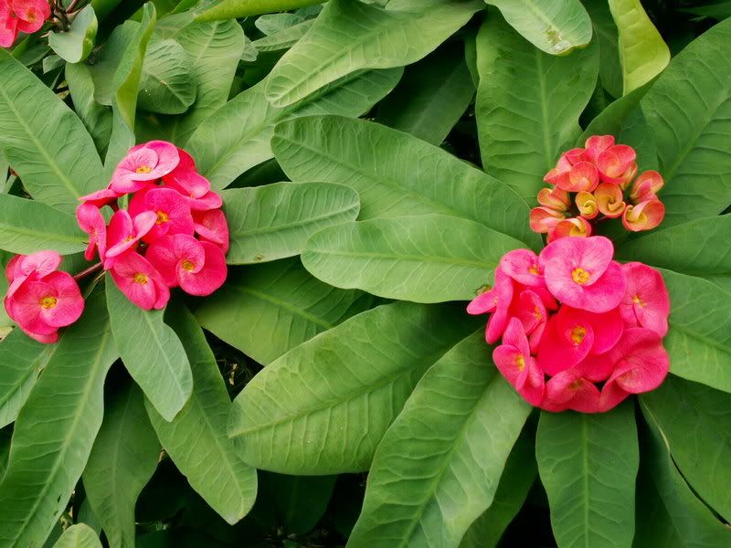 Euphorbia.jpg