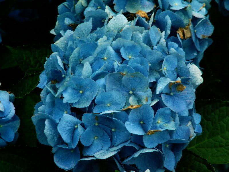 Hydrangea.jpg