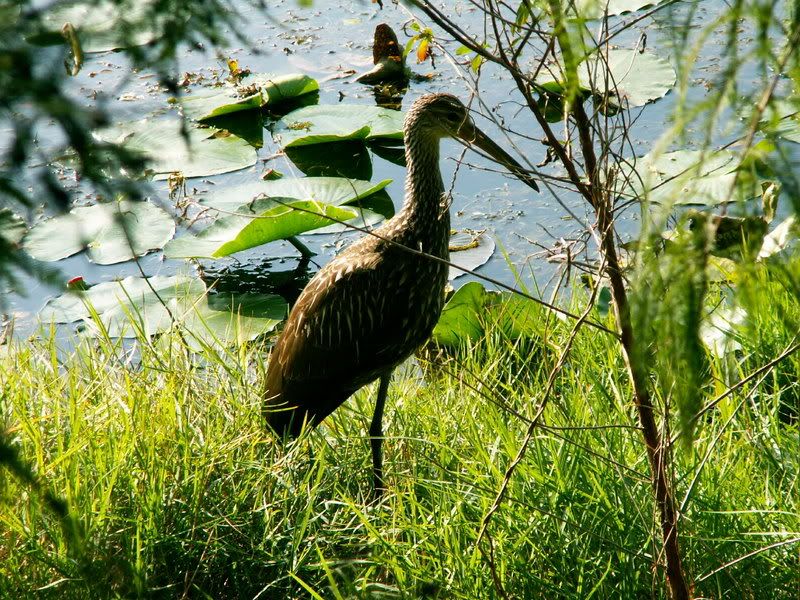 Limpkin.jpg