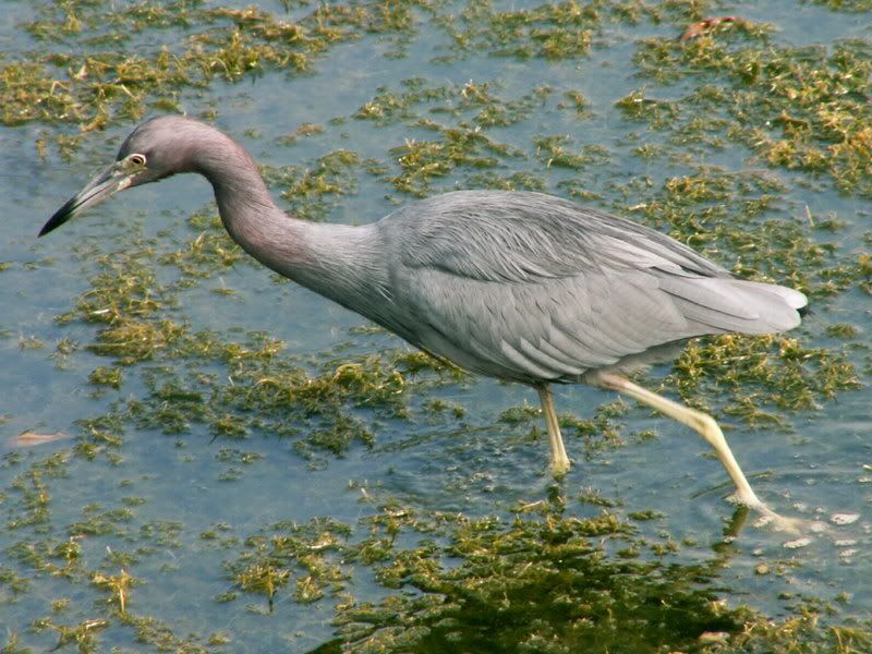 LittleBlueHeron.jpg