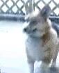 th_1116757215430.gif