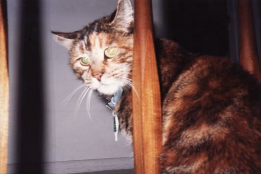 chula-1.jpg