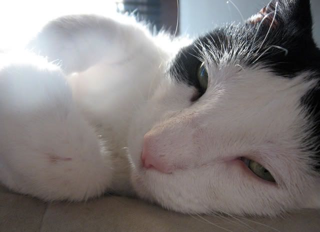 kittysees.jpg