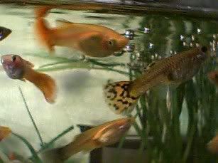 Guppies.jpg