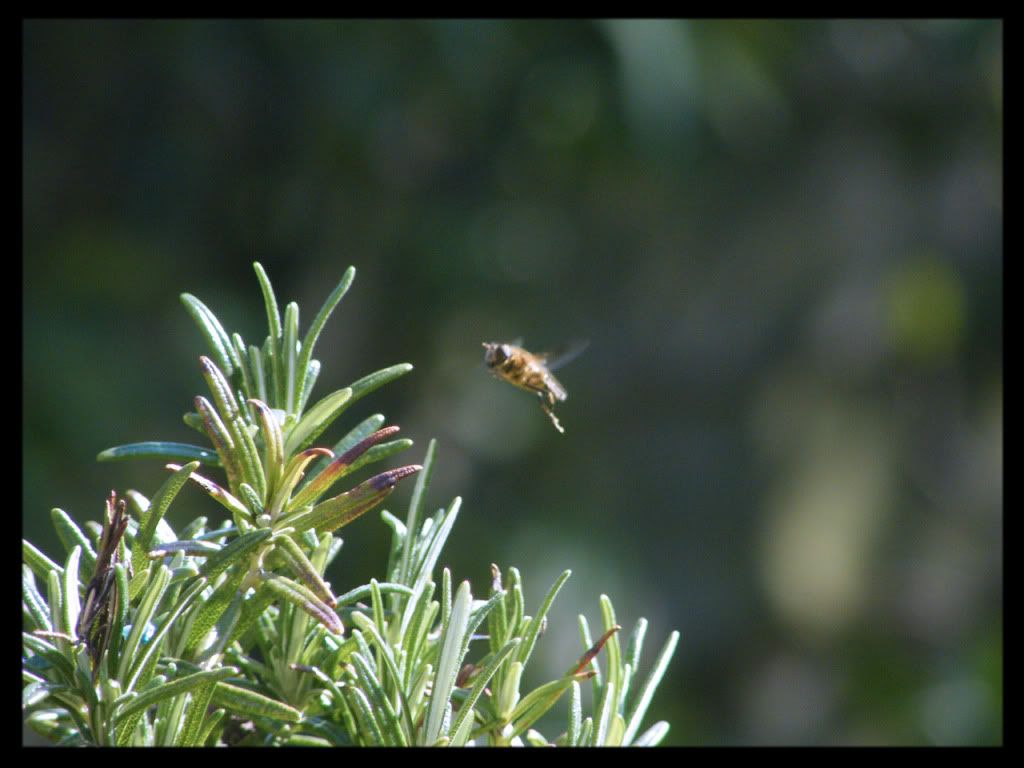 Bugflying-1.jpg