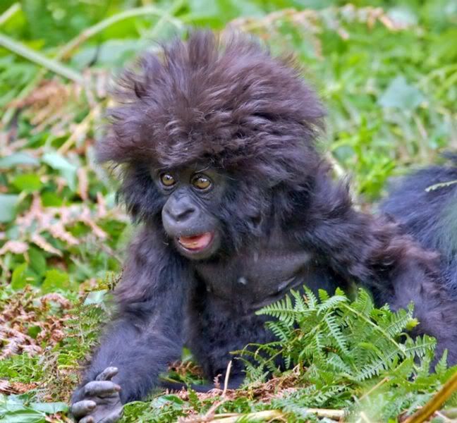 http://i7.photobucket.com/albums/y253/Ziegus/gorilla-1.jpg