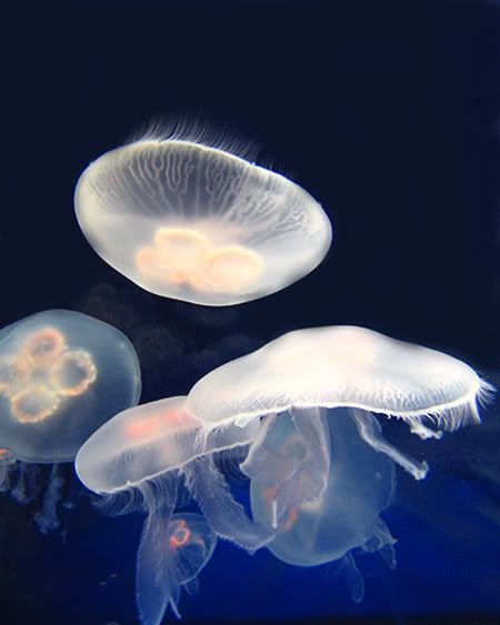 jellyfishcopy.jpg