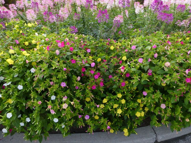  photo AGlen4OClock3_1_zps79e63a77.jpg