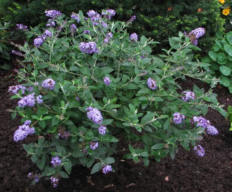  photo BBush_zpsac25ea40.jpg