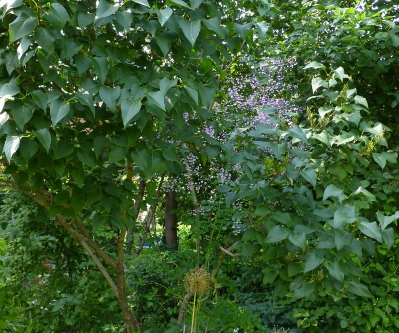  photo HewittsDouble_1_zpsf4b80ace.jpg