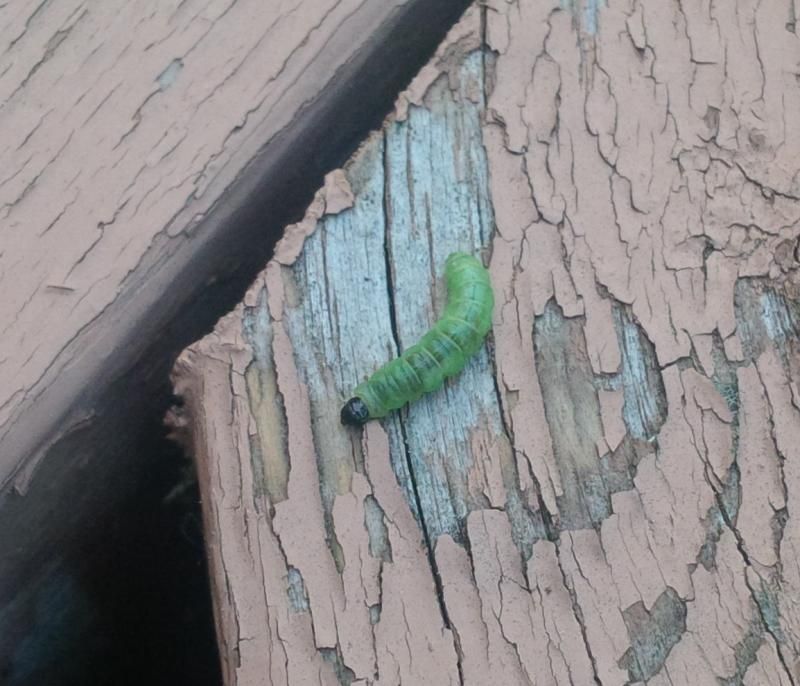  photo IMG_20140605_064838_edit2_zps76d0a95d.jpg