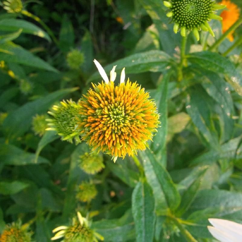  photo IMG_20140717_0729401_zps6529829c.jpg