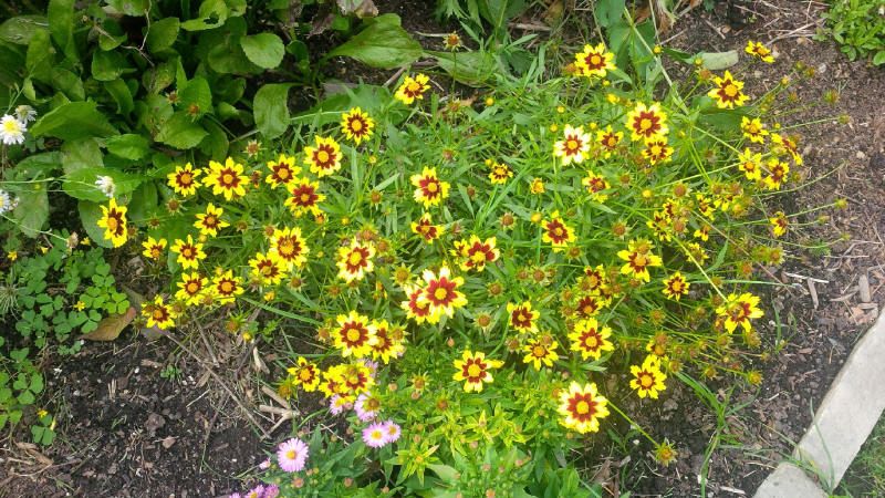  photo IMG_20140917_161923_1_1_zps0498ce52.jpg