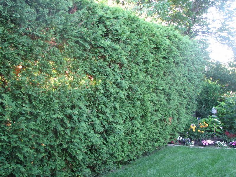 Cedar Hedge