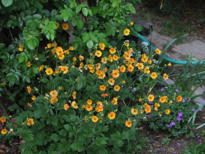  photo IMG_3943_1.jpg