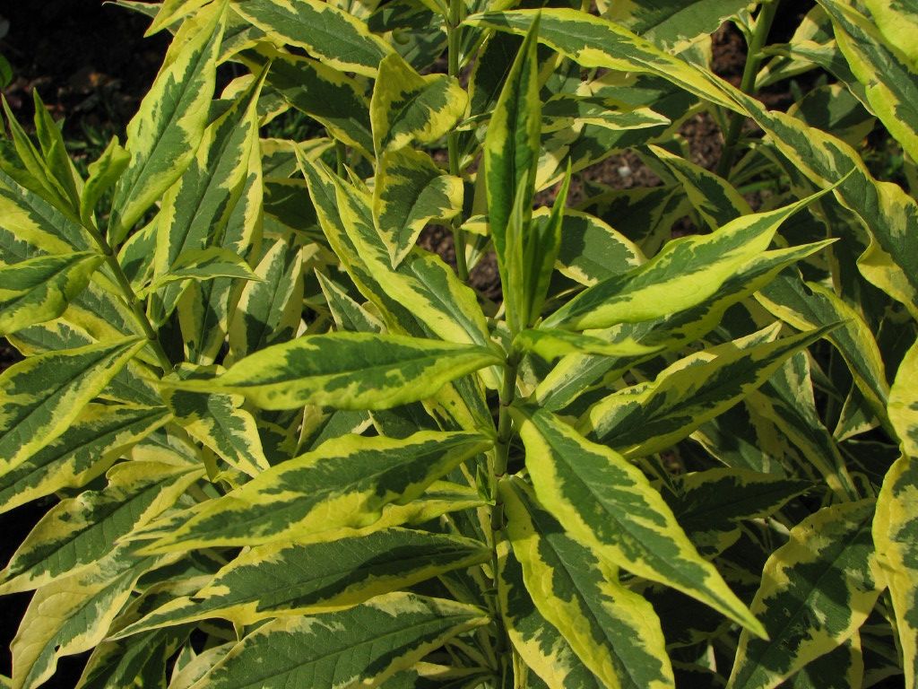  photo IMG_4456_1_zps86996cf7.jpg