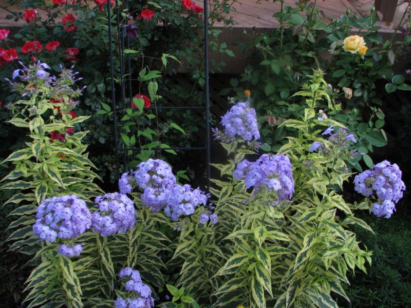  photo IMG_4597_1.jpg