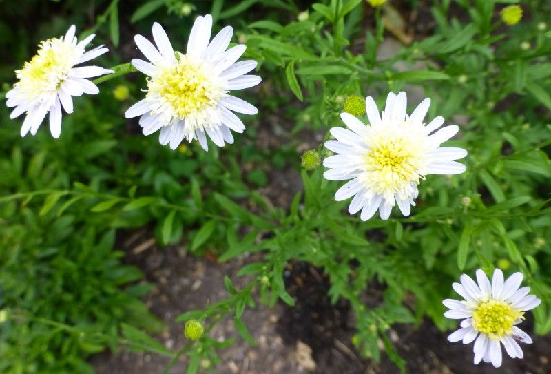  photo JapaneseAster12014_1_zps82ff1e69.jpg