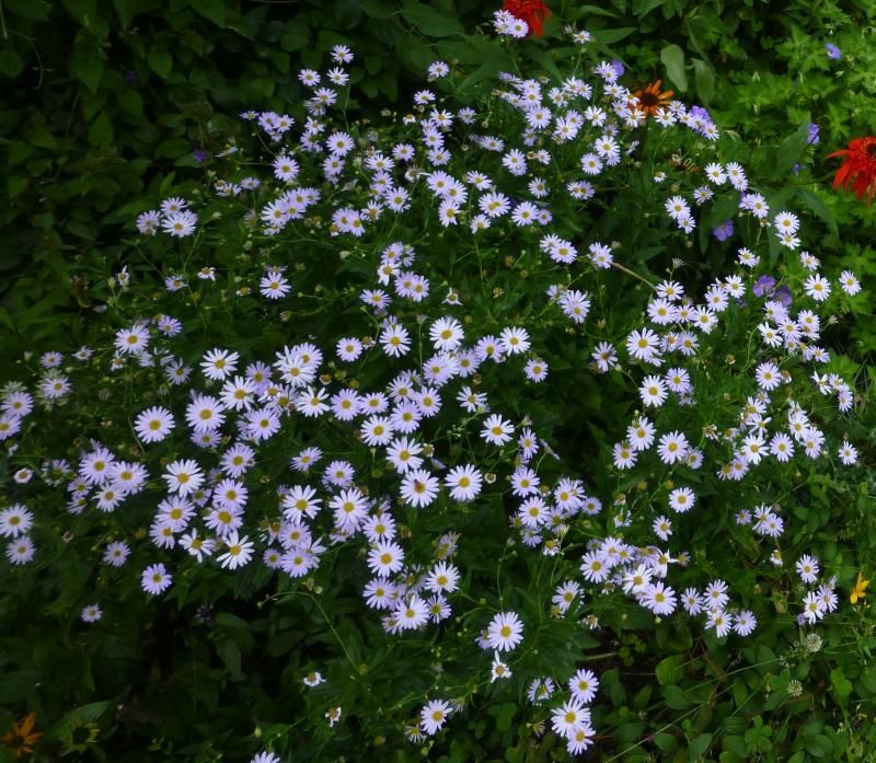  photo Kalimeris_zps6797e4c1.jpg