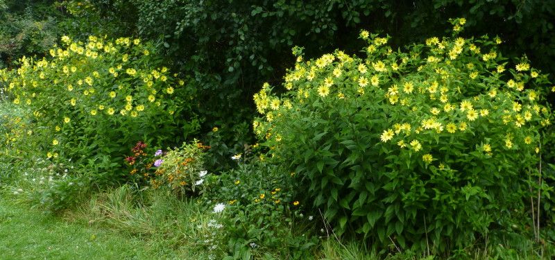  photo LemonQueen12014_1_zpsb07873b4.jpg