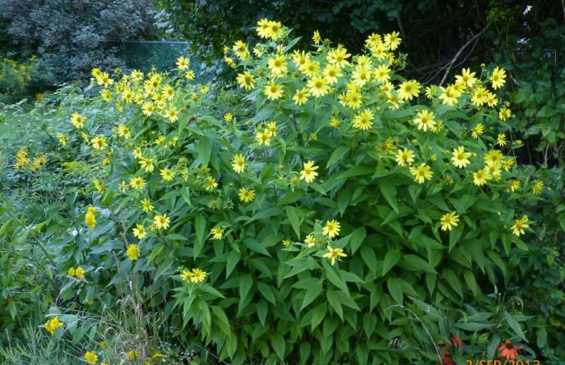  photo LemonQueen_2_zps810ede20.jpg