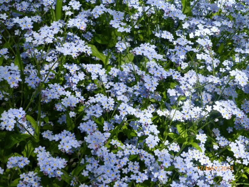  photo P1000431_zps2b02ba72.jpg