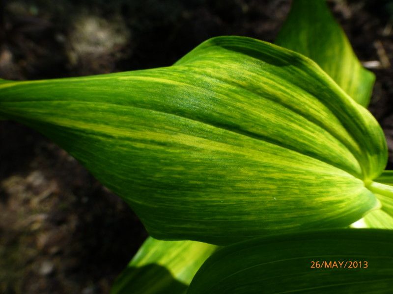  photo P1000541_1_zpse78f1bb6.jpg