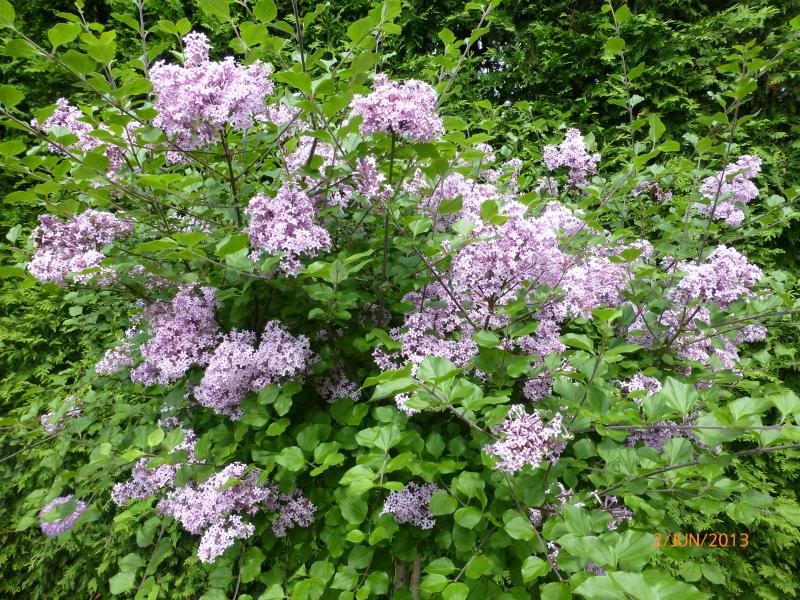  photo P1000620_zps5303e760.jpg