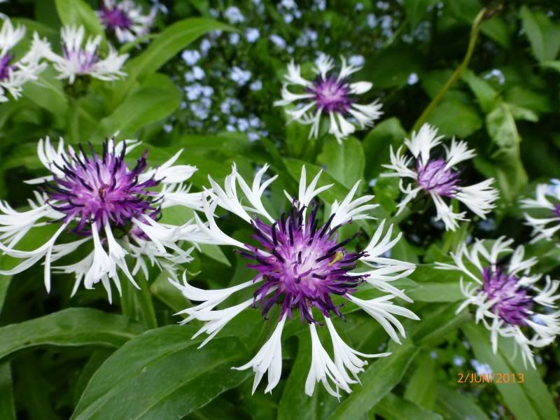  photo P1000630_zps7e7c92f3.jpg