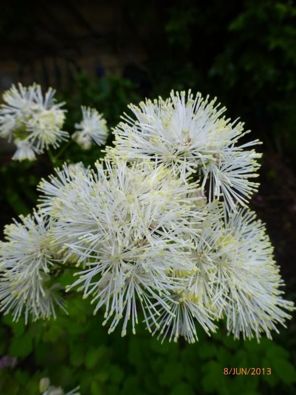  photo P1000693_zps0b42326e.jpg