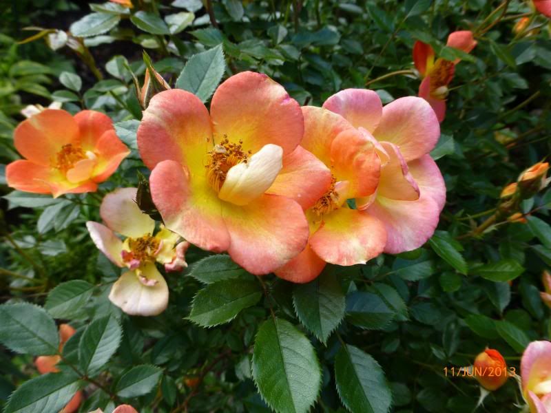  photo P1000741_zpsb91226f1.jpg