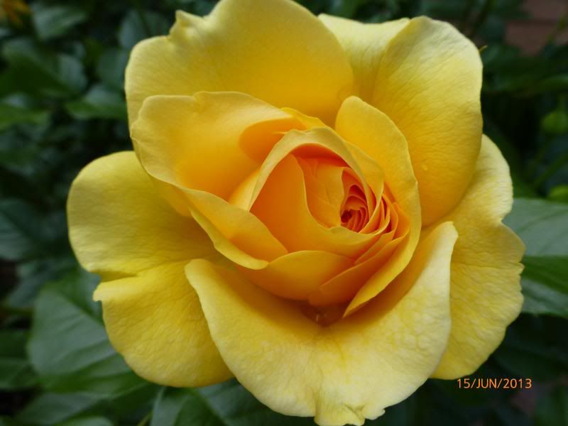  photo P1000793_zpsa35b8991.jpg