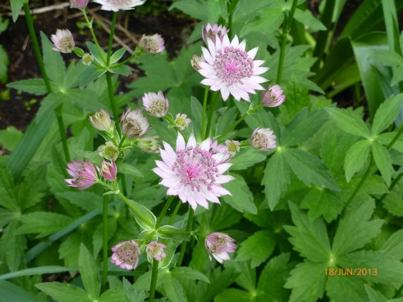  photo P1000885_zps0f8013b3.jpg