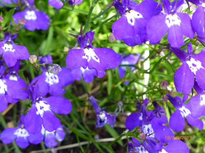  photo P1000899_zpsa552f6cc.jpg