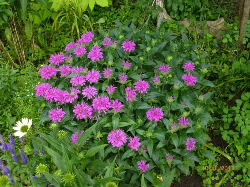  photo P1010264_1_zps55cd50fd.jpg