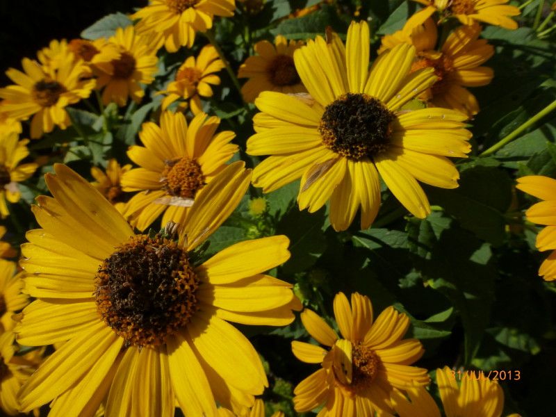  photo P1010521_1_zps15891b71.jpg