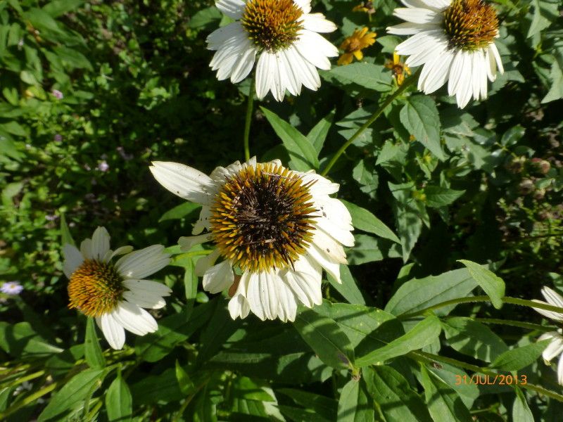  photo P1010522_1_zpsfe3f7287.jpg