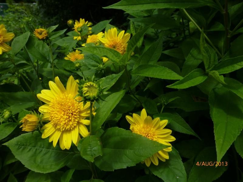  photo P1010610_1_zpsa55298b8.jpg