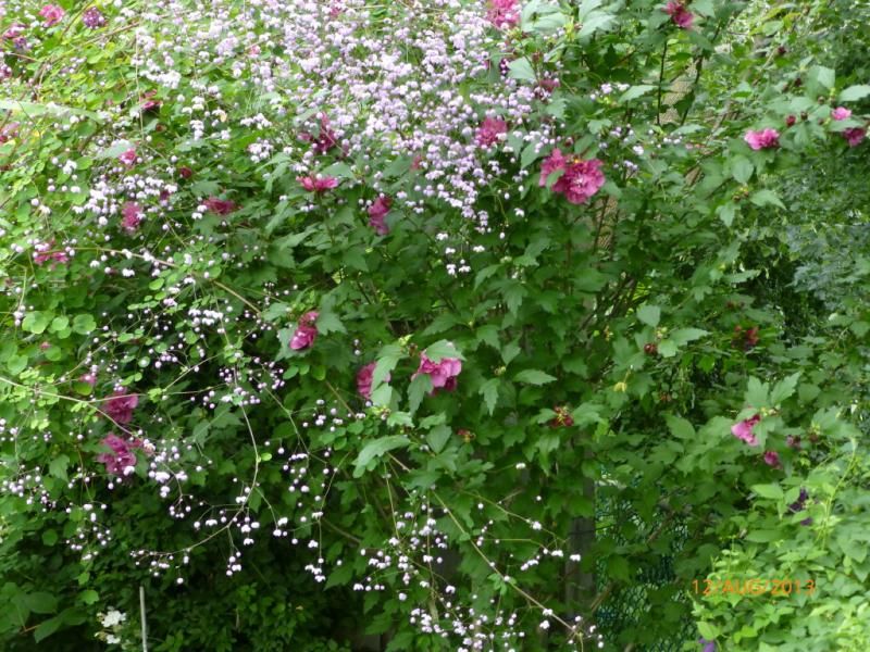  photo P1010751_1_zps70963abb.jpg