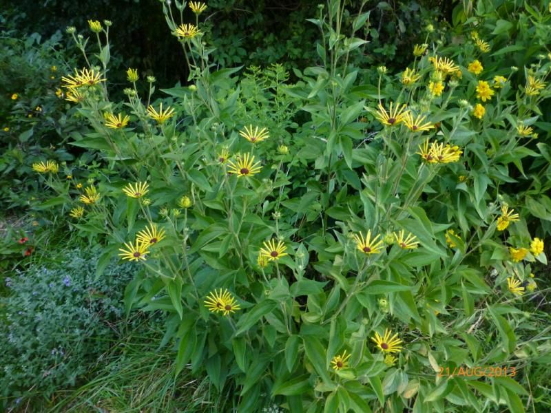  photo P1010815_1_zps953545a7.jpg