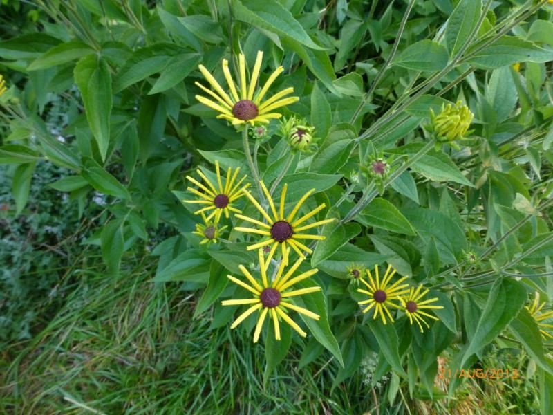  photo P1010817_1_zpsa2d17164.jpg