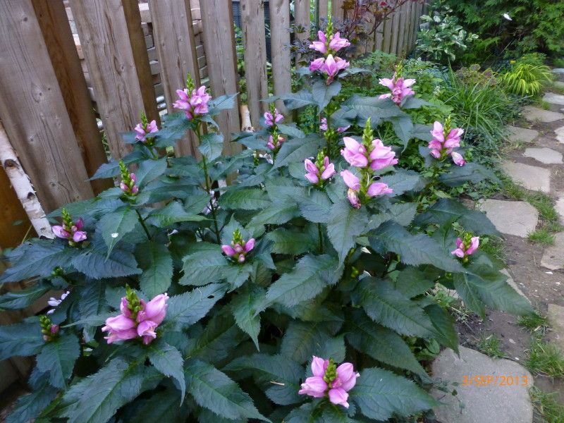  photo P1010979_1_zps2e5a8e1b.jpg